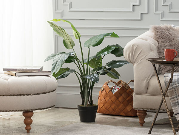 Madame Coco Vazo, Saksı