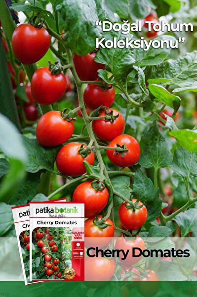 Patika Botanik Tohum