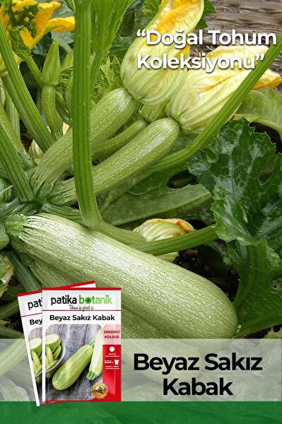 Patika Botanik Tohum