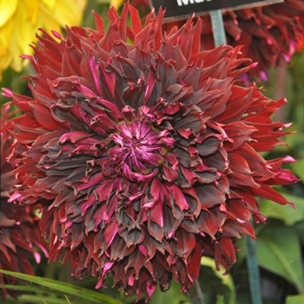 e-fidancim İç Mekan Bitkileri