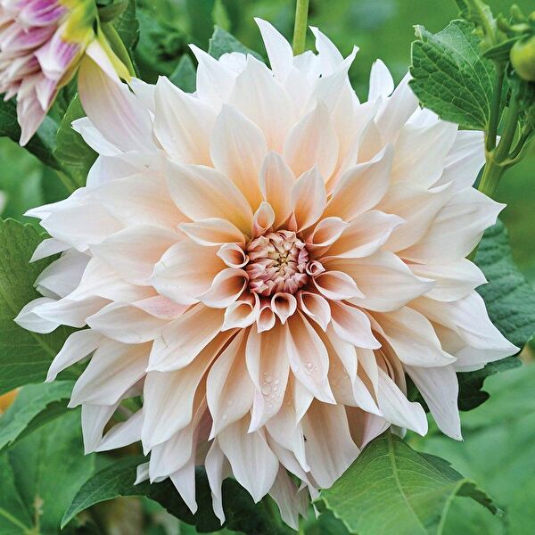 e-fidancim İç Mekan Bitkileri