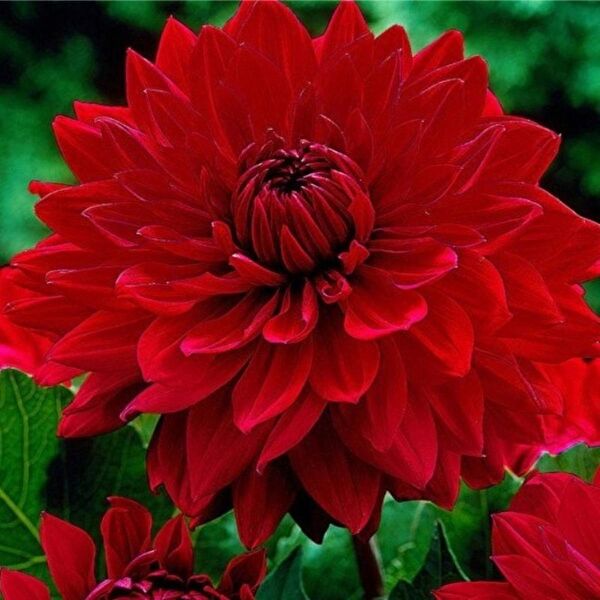 e-fidancim İç Mekan Bitkileri