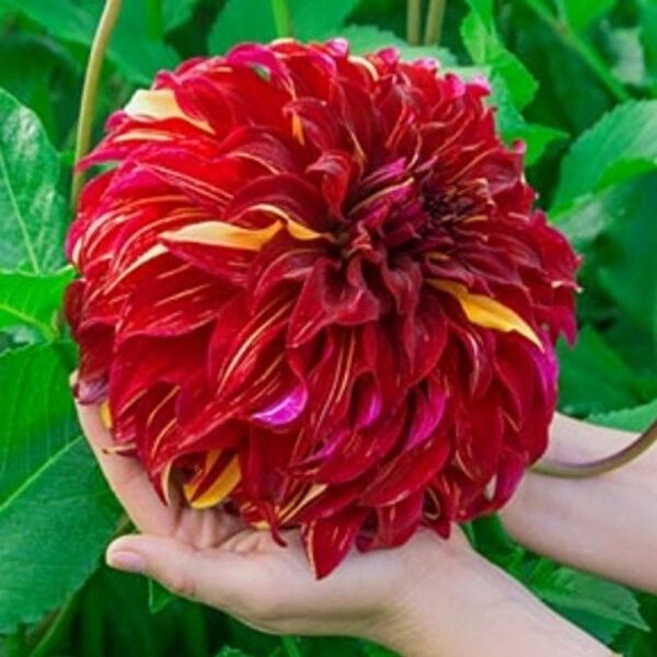 e-fidancim İç Mekan Bitkileri