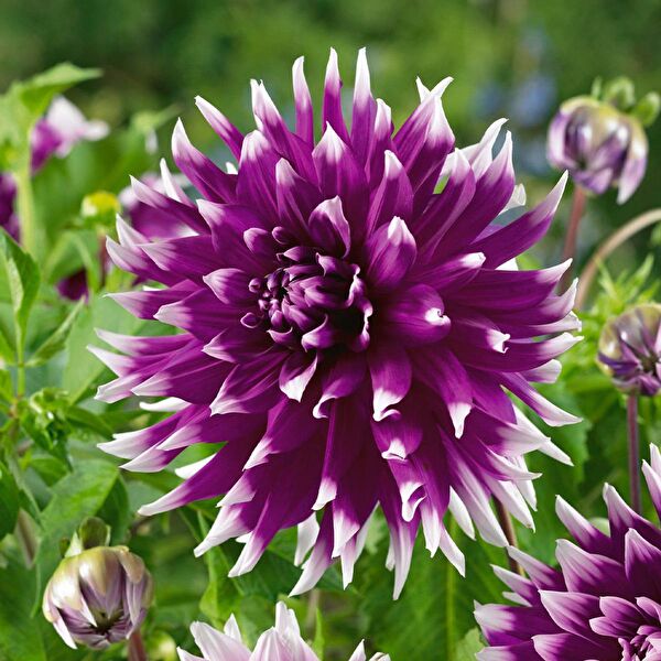 e-fidancim İç Mekan Bitkileri