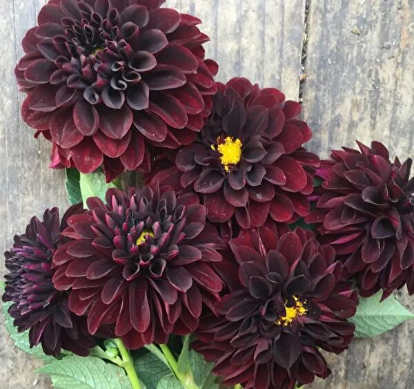 e-fidancim İç Mekan Bitkileri