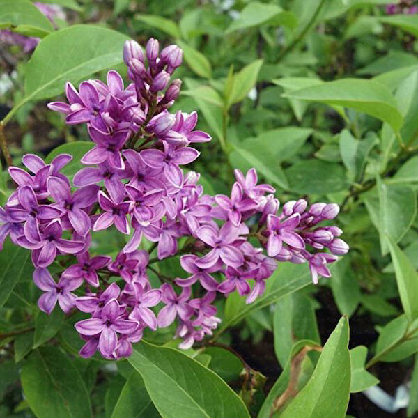 Mimoza Bitki Market İç Mekan Bitkileri