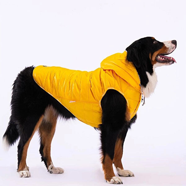 PawStar Köpek Elbisesi