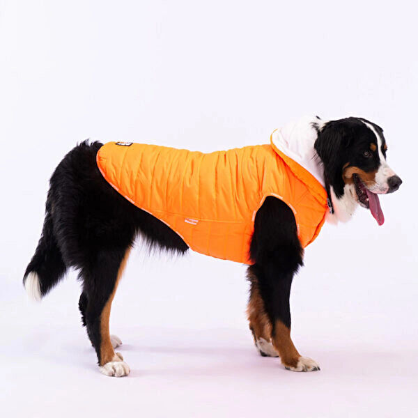 PawStar Köpek Elbisesi