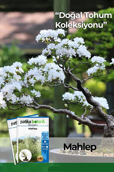 Patika Botanik Tohum