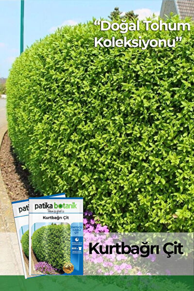 Patika Botanik Tohum