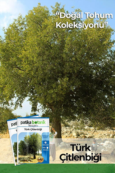 Patika Botanik Tohum