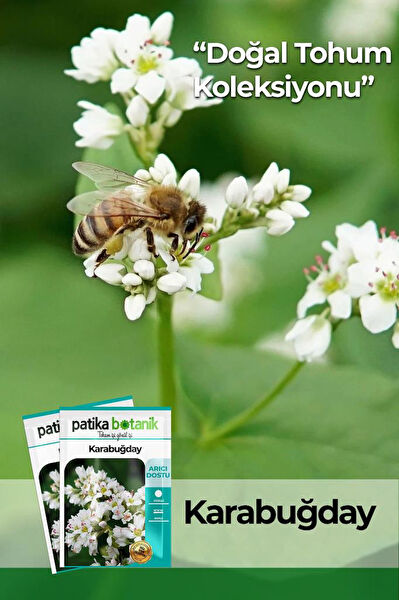 Patika Botanik Tohum