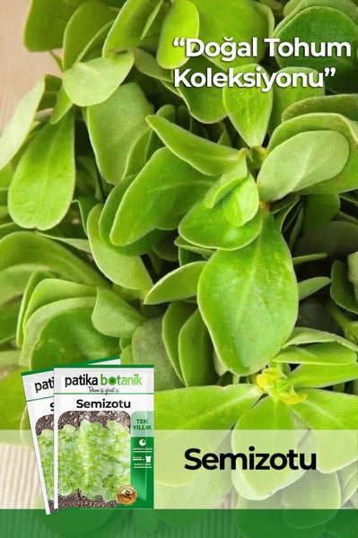 Patika Botanik Tohum
