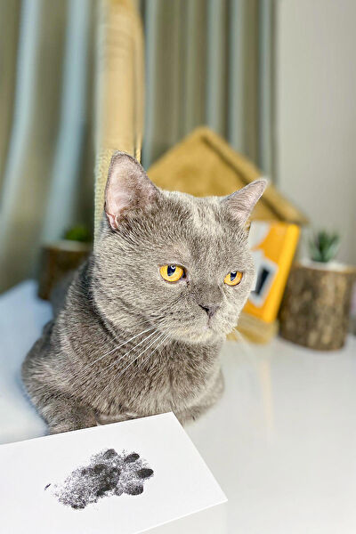 Fufizu Köpek Oyuncakları