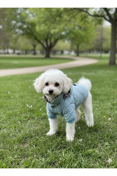 Patilinka Köpek Elbisesi