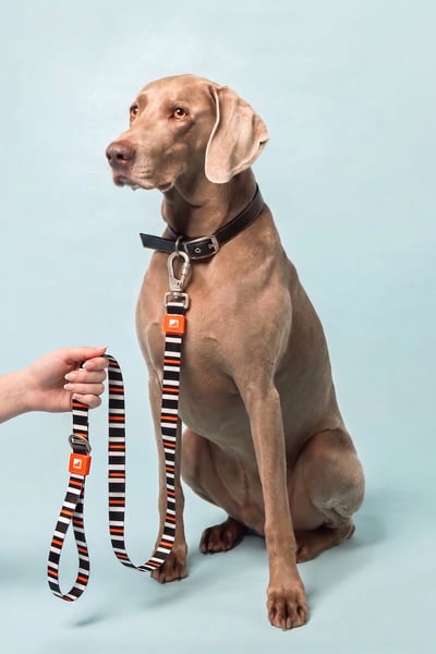 GOBYPET Köpek Tasmaları