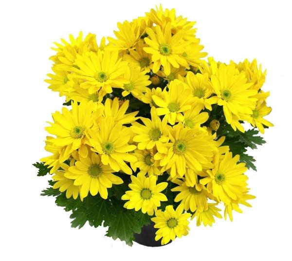 Bilgarden Fide