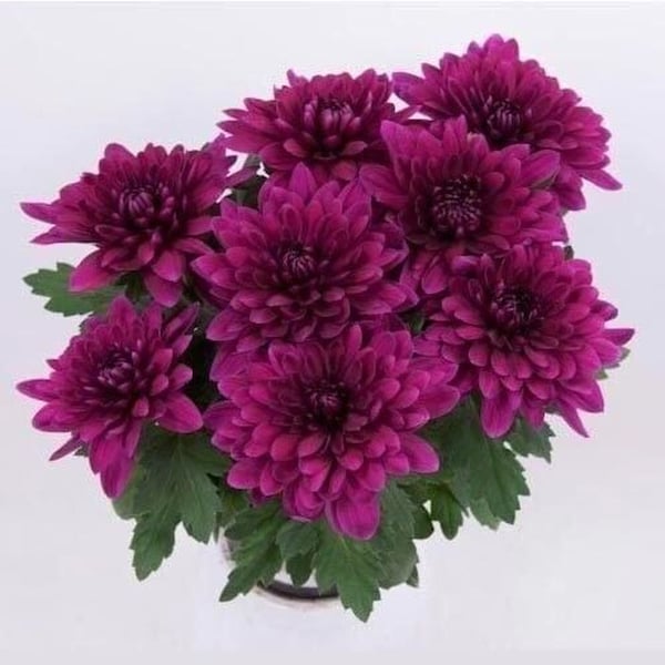 Bilgarden Fide