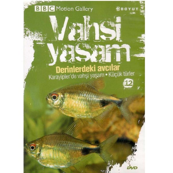 Kişisel Yayınlar Yabancı Film