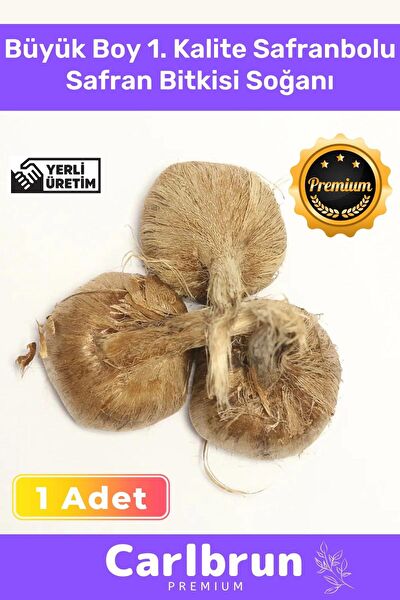 Carlburn İç Mekan Bitkileri