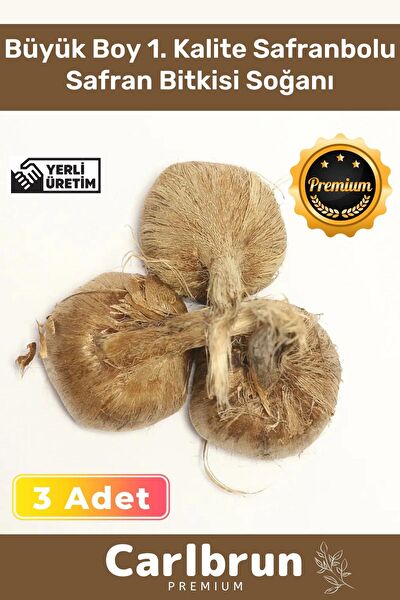 Carlburn İç Mekan Bitkileri