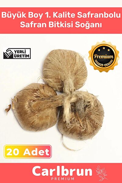 Carlburn İç Mekan Bitkileri