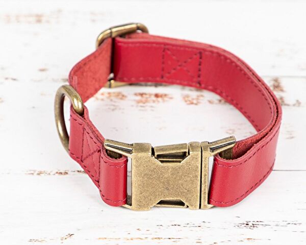 PLM Köpek Tasmaları