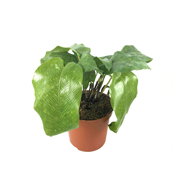 Betonish İç Mekan Bitkileri