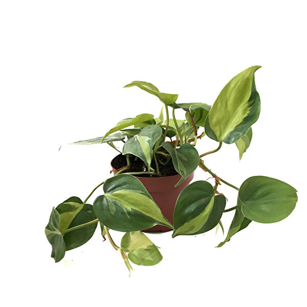 Betonish İç Mekan Bitkileri