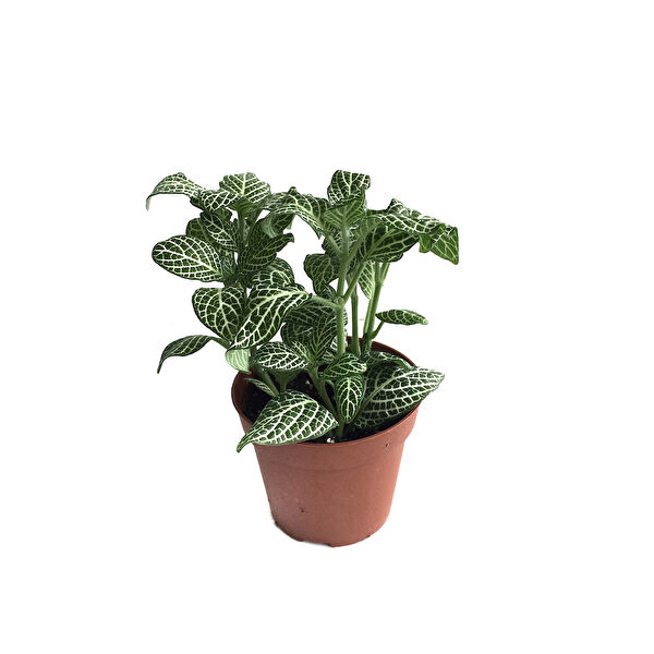 Betonish İç Mekan Bitkileri