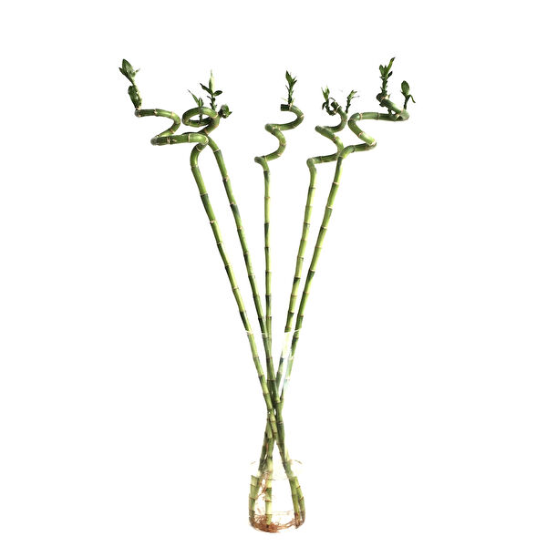 Betonish İç Mekan Bitkileri