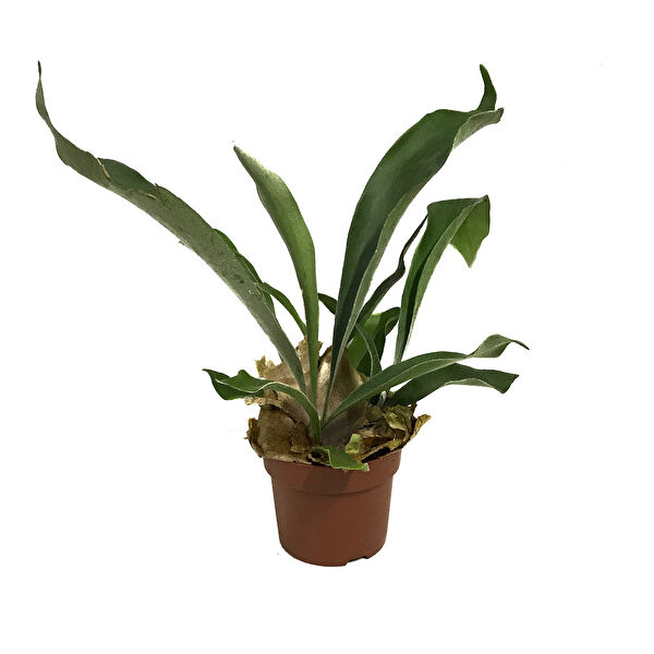 Betonish İç Mekan Bitkileri