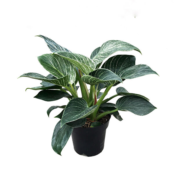 Betonish İç Mekan Bitkileri