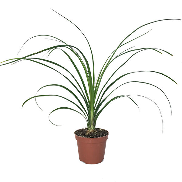 Betonish İç Mekan Bitkileri