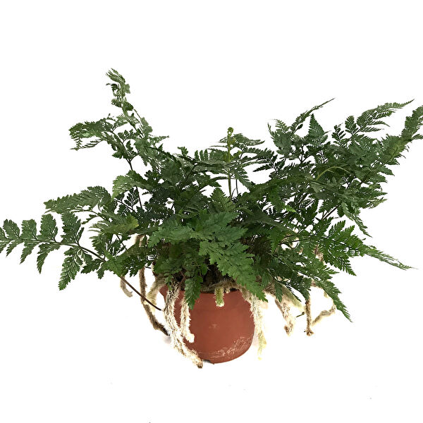 Betonish İç Mekan Bitkileri