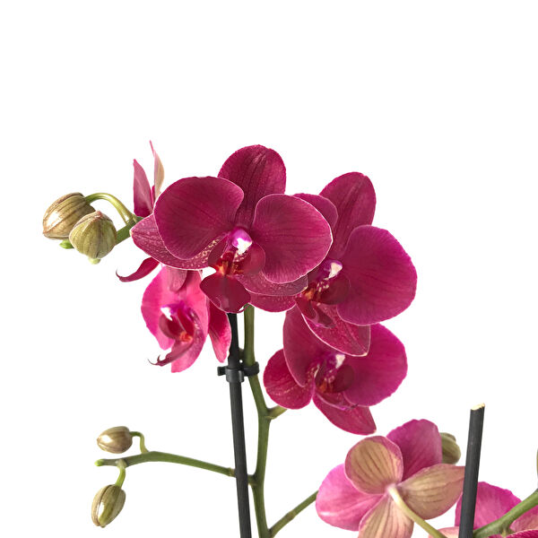 Betonish İç Mekan Bitkileri