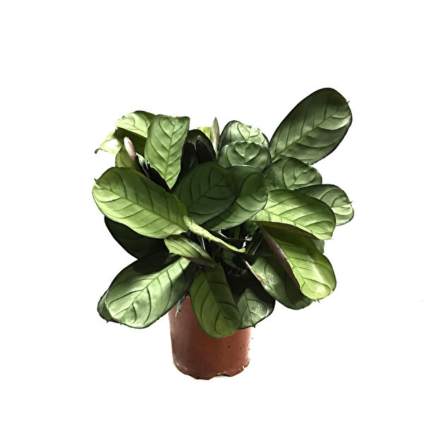 Betonish İç Mekan Bitkileri