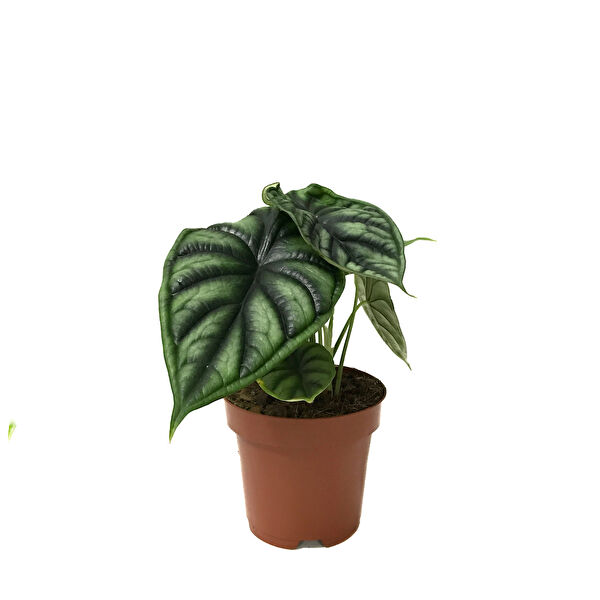 Betonish İç Mekan Bitkileri