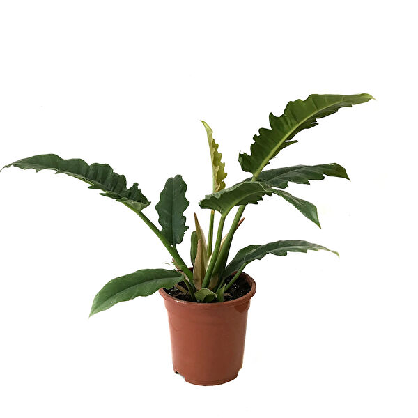 Betonish İç Mekan Bitkileri