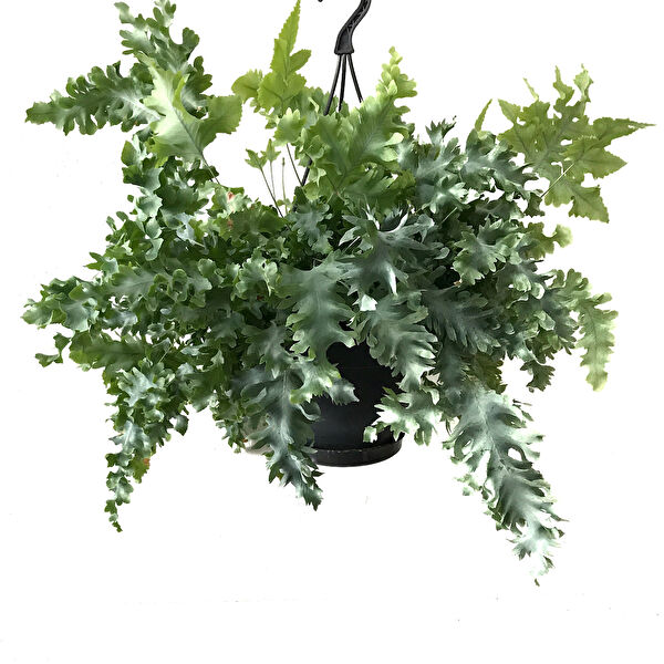 Betonish İç Mekan Bitkileri