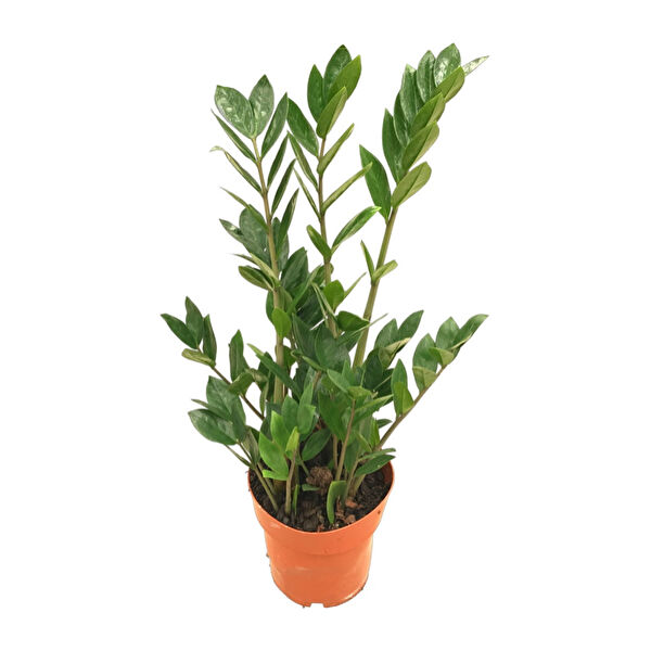 Betonish İç Mekan Bitkileri