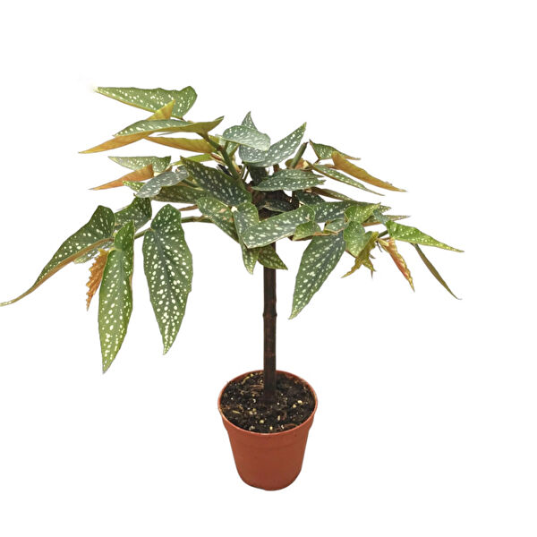 Betonish İç Mekan Bitkileri