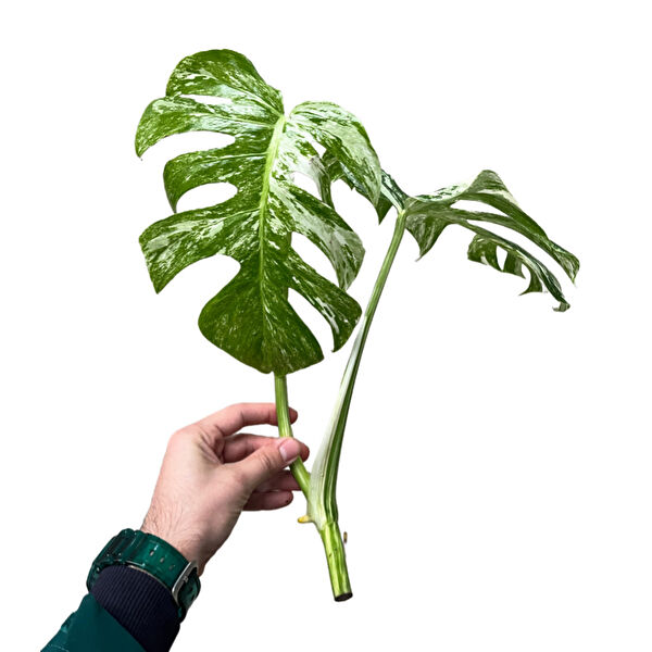 Betonish İç Mekan Bitkileri