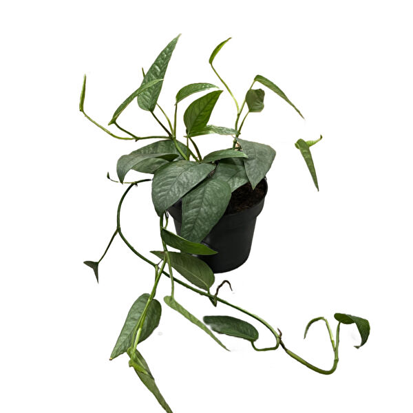 Betonish İç Mekan Bitkileri