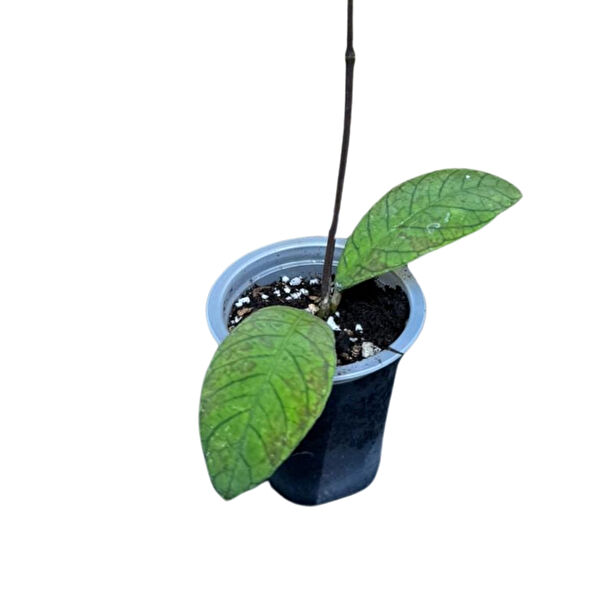 Betonish İç Mekan Bitkileri