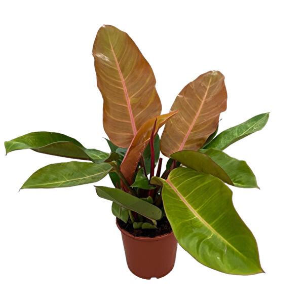 Betonish İç Mekan Bitkileri