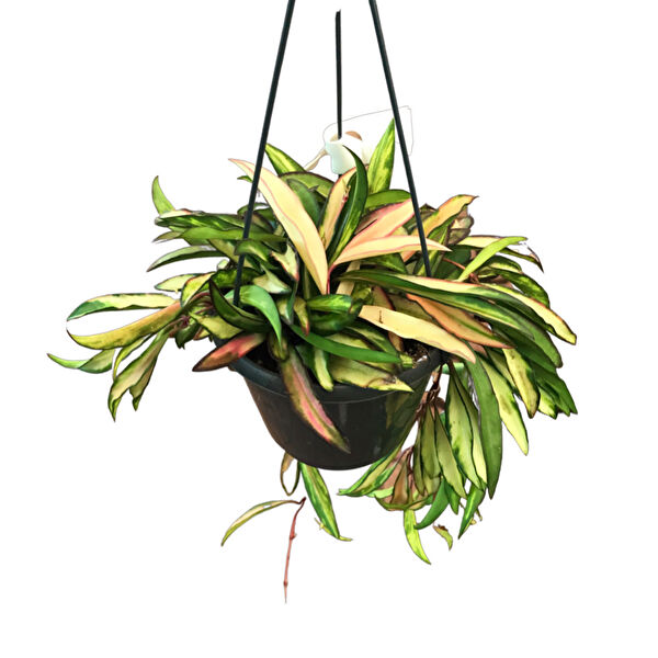 Betonish İç Mekan Bitkileri