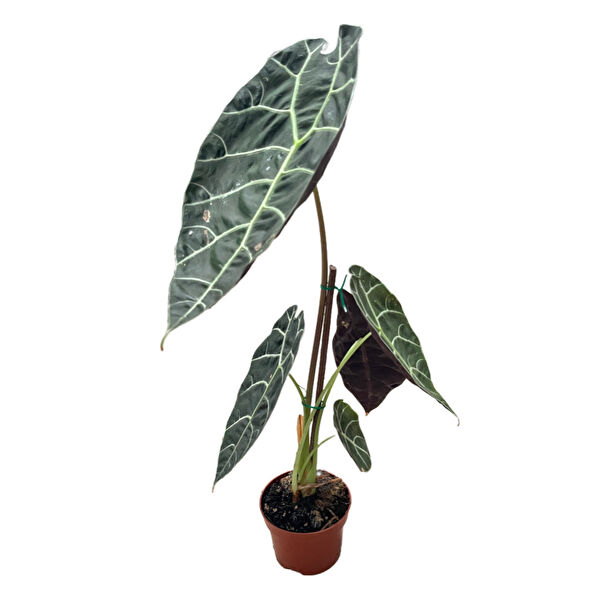 Betonish İç Mekan Bitkileri