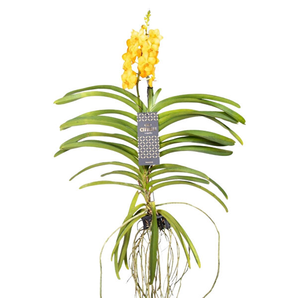 Betonish İç Mekan Bitkileri