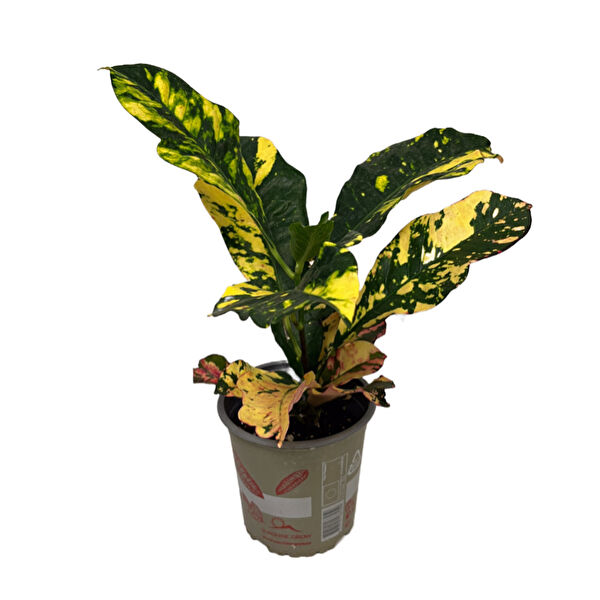 Betonish İç Mekan Bitkileri